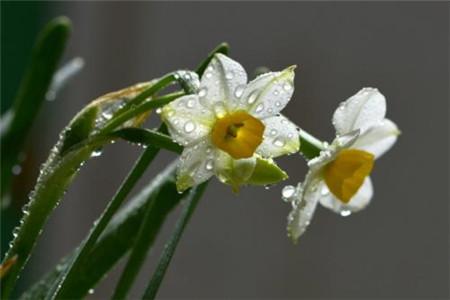 水仙花代表什么含义，怎么在家养(水仙花代表着什么)