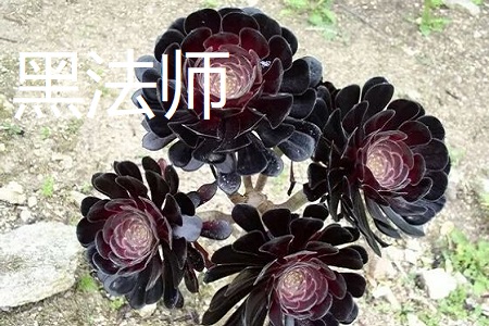 紫羊绒和黑法师的区别(黑法师的风水寓意)