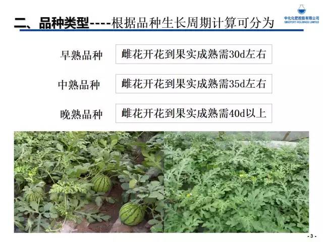 西瓜栽培核心技术(西瓜栽培新技术)