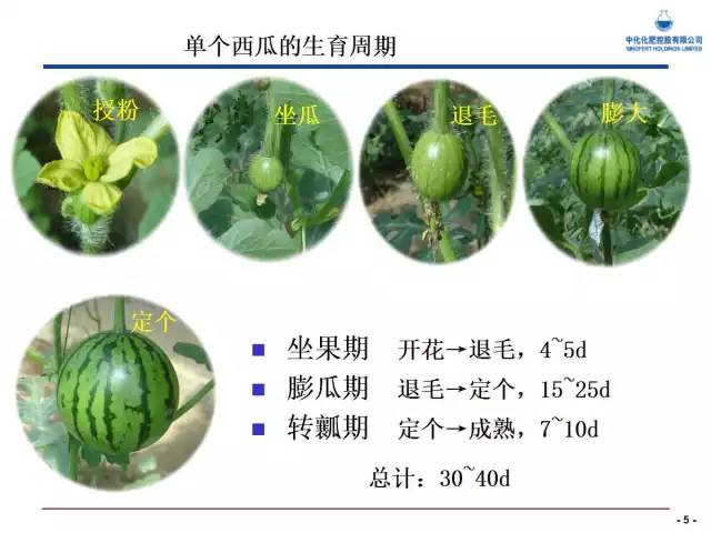 西瓜栽培核心技术(西瓜栽培新技术)