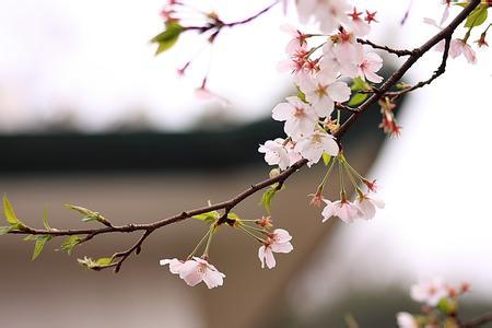 樱花的花语(山茶花的花语)