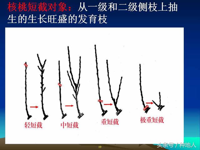 核桃整形修剪技术图解(树木整形修剪技术图解)