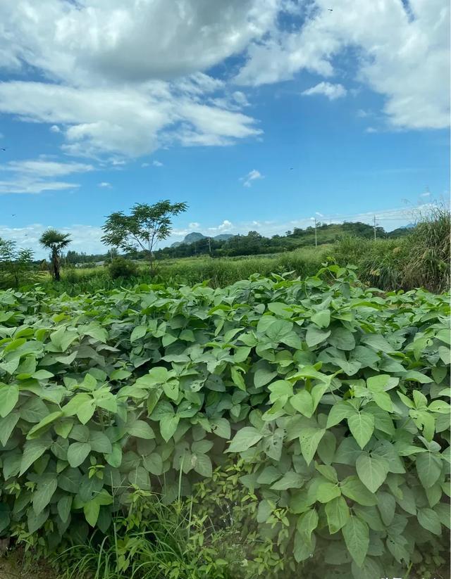 大豆几时打杀虫药(大豆什么时候喷药防虫)