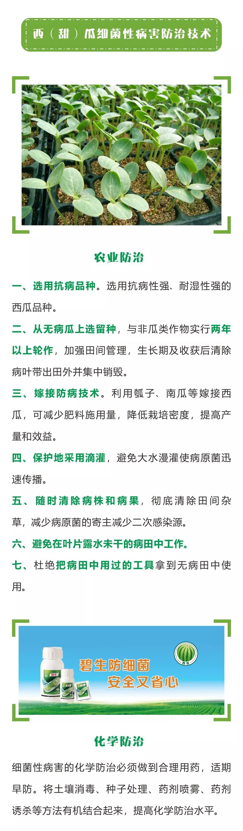 西甜瓜细菌性病害大汇总(细菌性病害和真菌性病害的区别)