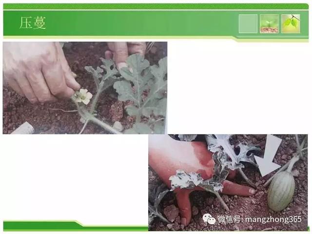 超详细西瓜标准化栽培技术(现在最新西瓜种植技术)