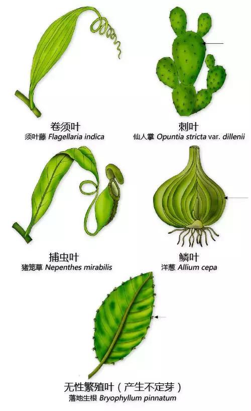 最全植物形态图解(植物形态特征描述)