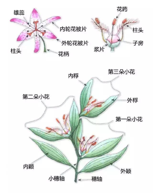 最全植物形态图解(植物形态特征描述)