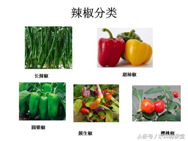 辣椒高产栽培技术——专题讲座(辣椒高产种植技术)