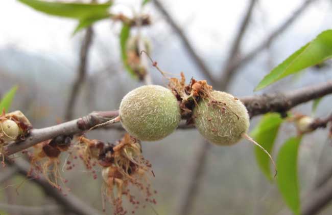 山桃种子价钱及种植办法(山桃种子图片)