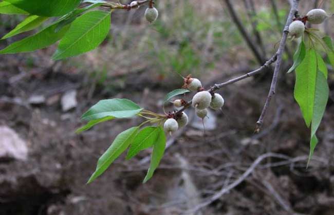 山桃种子价钱及种植办法(山桃种子图片)