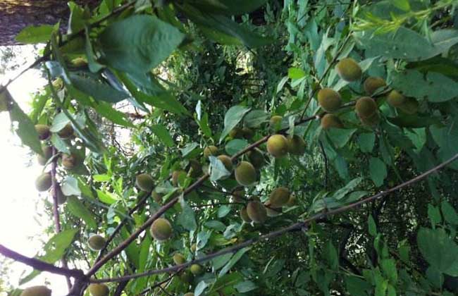 山桃种子价钱及种植办法(山桃种子图片)