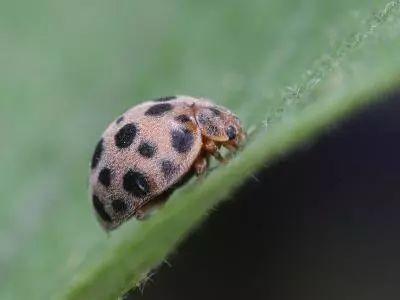 最全蔬菜害虫高清图谱及防治方法