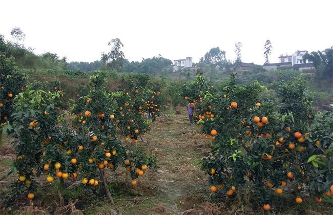 丑橘的种植办法(丑橘的种植方法)