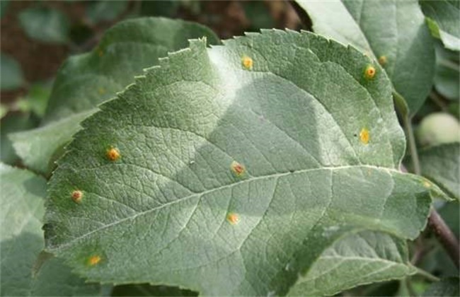 苹果锈病的防治办法(苹果锈病用什么药效果最好)