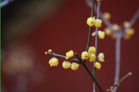 腊梅什么时候开花(红梅什么时候开花)