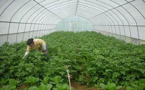 大棚土豆种植方法