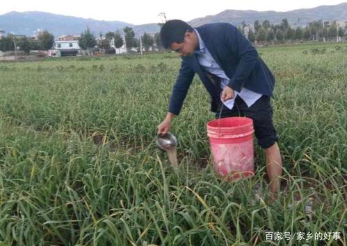 大蒜什么时候喷施磷酸二氢钾