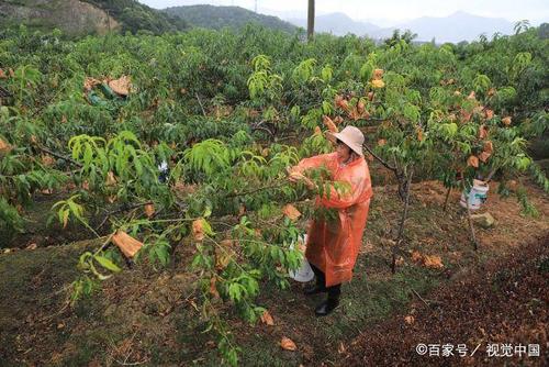 黄桃的种植方法