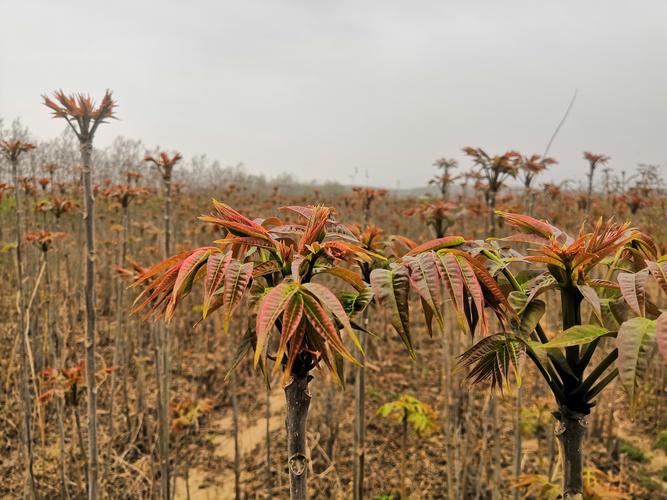 香椿露天种植技术与管理