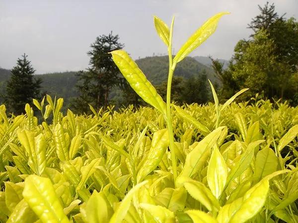 四川广元旺苍黄茶