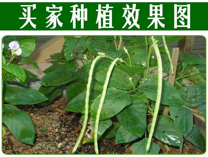 四季豆角种植方法