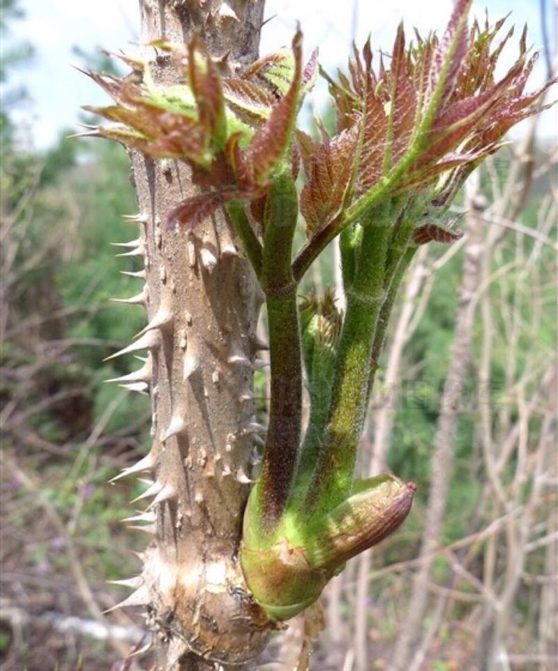 野生刺嫩芽种植方法