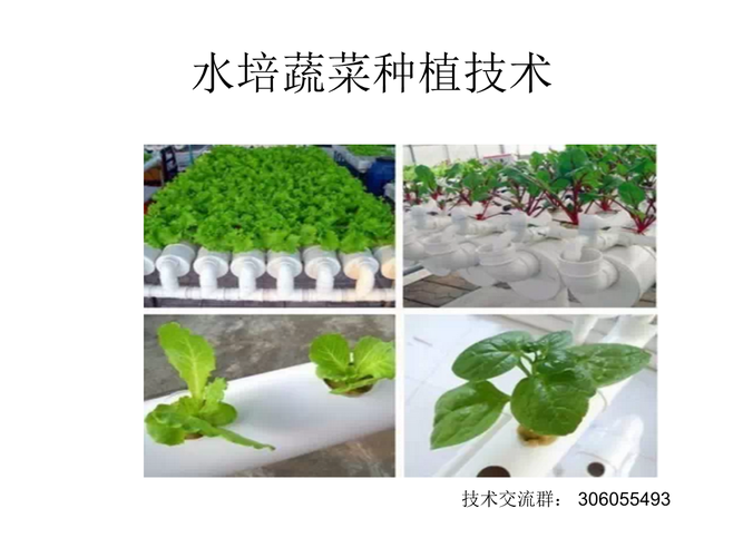 蔬菜种植技术与管理PPT