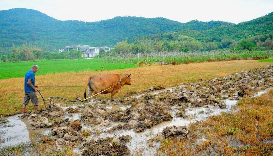 种多少亩地可以养活自己