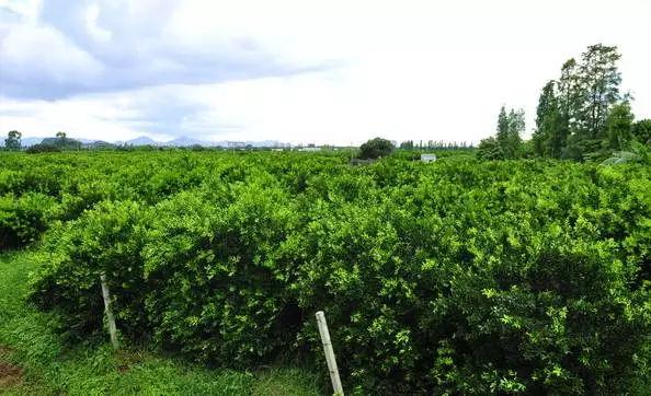 新会柑的种植技术