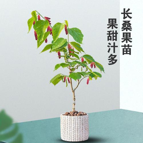 桑葚树栽培技术(桑葚树种植技术与管理)