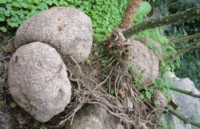 土茯苓是什么植物