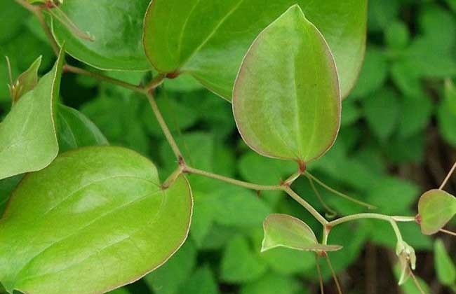 土茯苓是什么植物