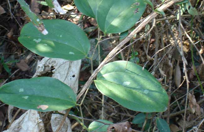 土茯苓是什么植物