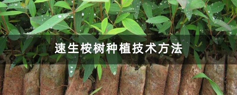 速生桉树的种植技术(广西禁种速生桉树吗)