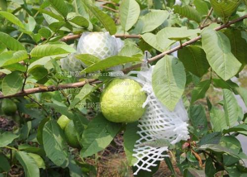 珍珠石榴高产种植技术(夏花生的高产种植技术)