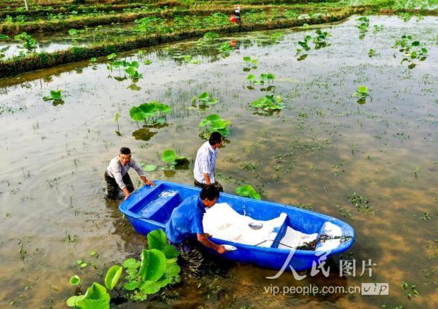 稻田种藕种植技术图片