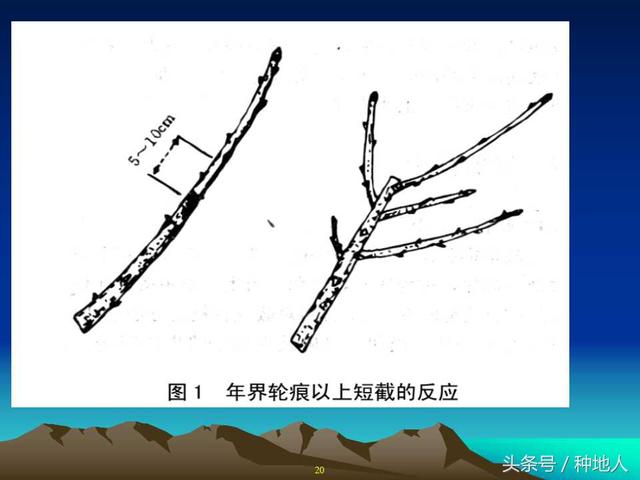 核桃整形修剪技术图解(树木整形修剪技术图解)