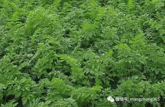 胡萝卜种植技术大全(胡萝卜种植技术大全视频)