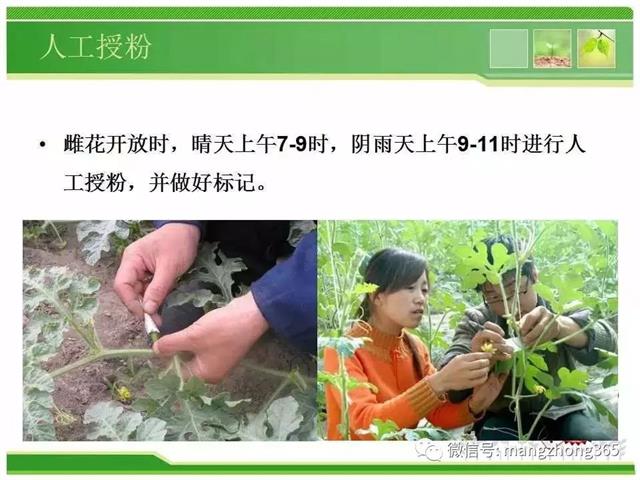 超详细西瓜标准化栽培技术(现在最新西瓜种植技术)