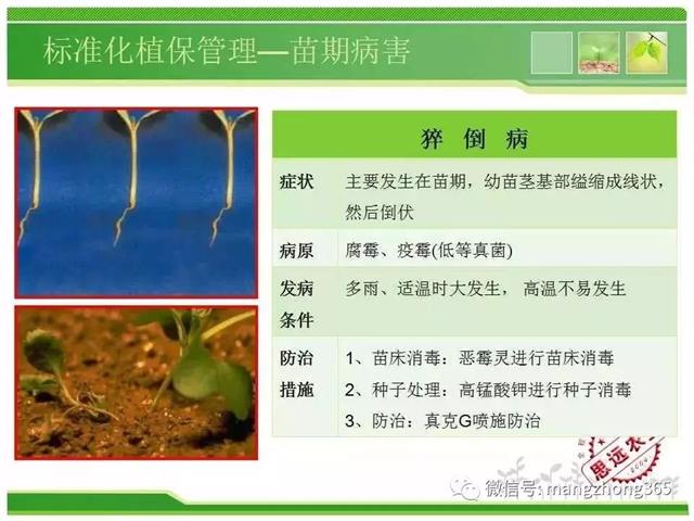 超详细西瓜标准化栽培技术(现在最新西瓜种植技术)