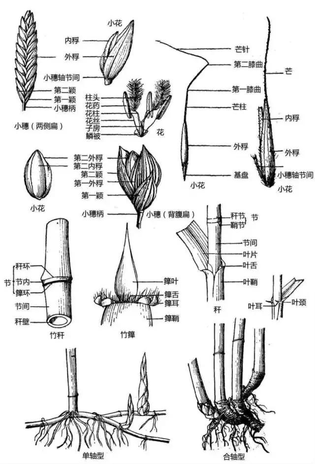 最全植物形态图解(植物形态特征描述)