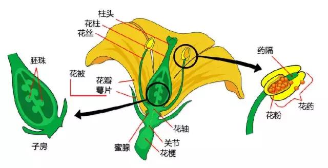 最全植物形态图解(植物形态特征描述)