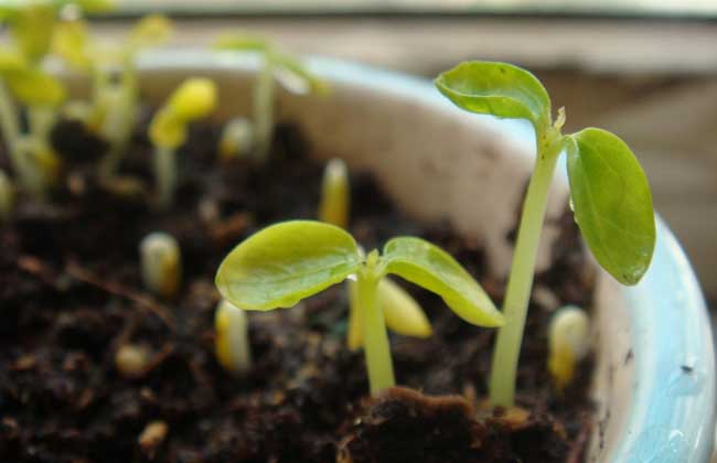 木瓜苗价钱及种植办法(木瓜苗价格及种植方法)