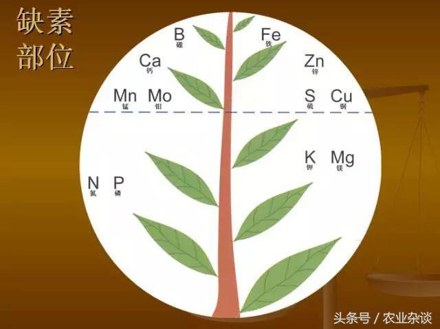 作物缺啥肥高清图片