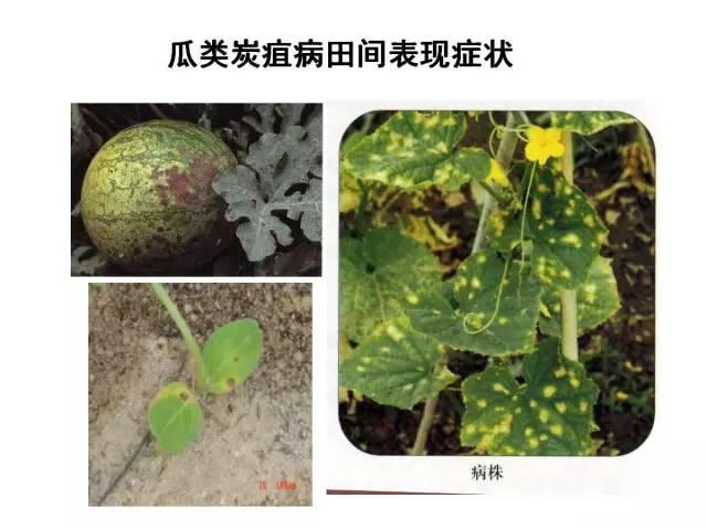 蔬菜病虫害高清图谱(蔬菜病虫害图片)