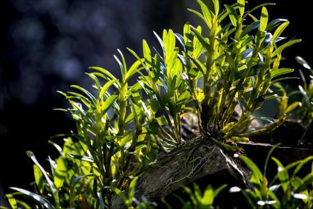 石斛花怎么种植(石斛花种植方法和注意事项)