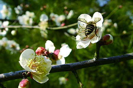 梅花是哪个季节开的(北京梅花是什么季节开的)