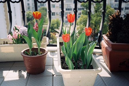 如何使郁金香年年开花(郁金香开过花以后还会再开花吗)