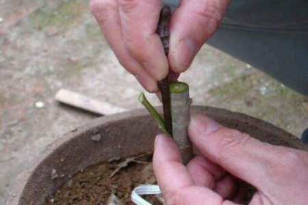 梅花嫁接时间和办法(梅花嫁接的最佳时间和方法)