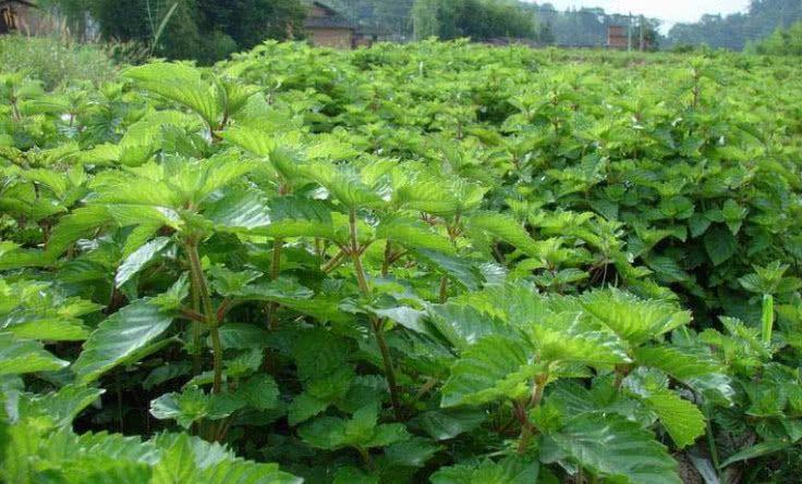 仙人草种植基地